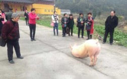 猪跪在寺院门口（一头猪跪在寺庙门前）