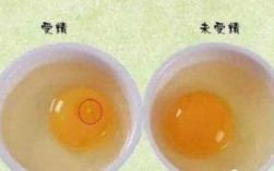 什么是受精的蛋（什么是受精鸡蛋?）