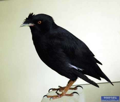 有黑色头冠的黑鸟是什么鸟（头上有黑色羽冠的鸟）-图3