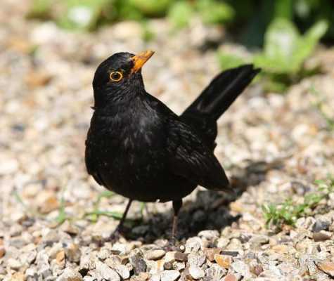 有黑色头冠的黑鸟是什么鸟（头上有黑色羽冠的鸟）-图1