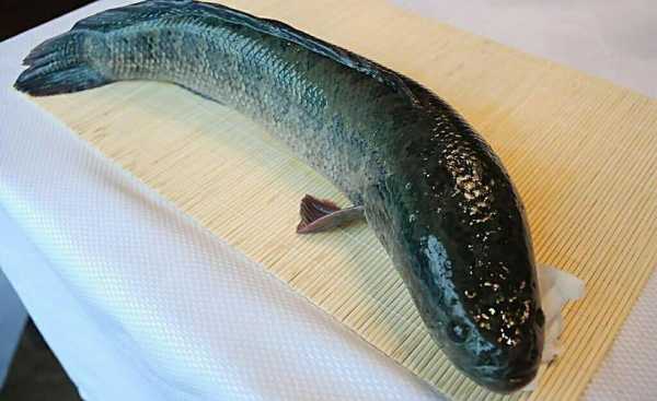 菩萨经里的黑鱼（菩萨经里的黑鱼是什么鱼）-图2