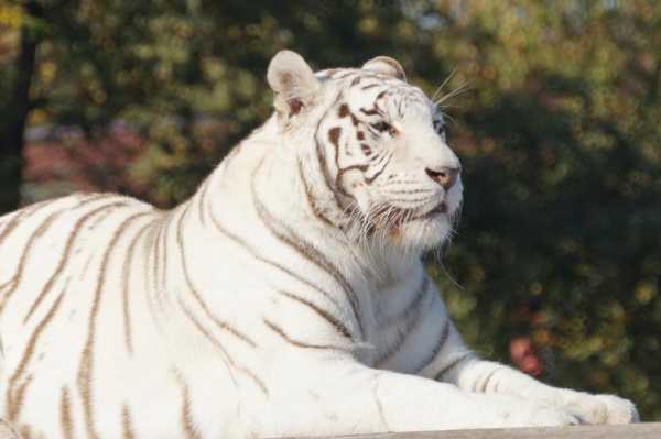 白色的老虎在佛教代表什么（白色的老虎是啥意思）-图1