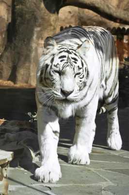 白色的老虎在佛教代表什么（白色的老虎是啥意思）-图2