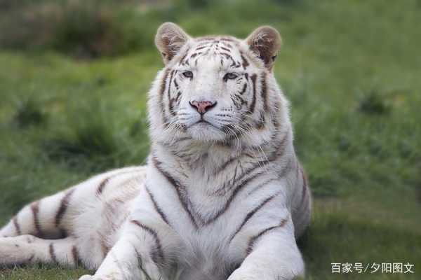 白色的老虎在佛教代表什么（白色的老虎是啥意思）-图3