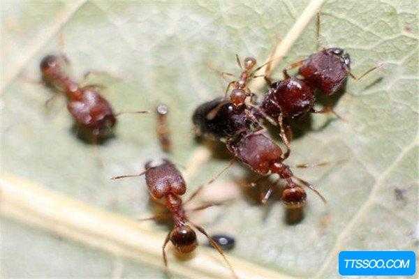 杀蚂蚁有什么报应（杀蚂蚁有罪吗）