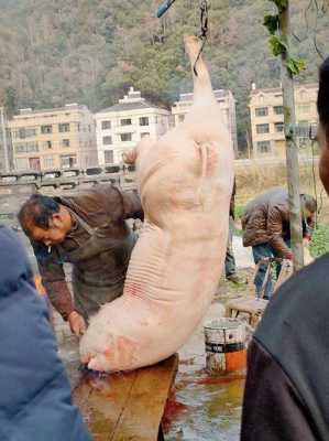 贵州杀猪祭菩萨说词（贵州过年杀猪搞笑视频）-图2