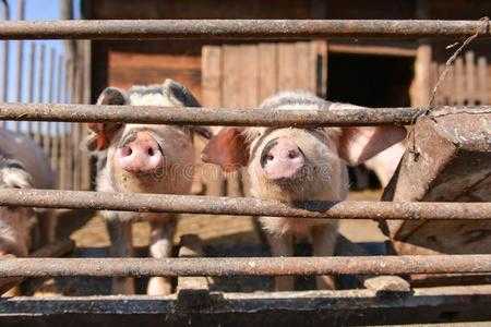 猪终身在栅栏学佛（猪在栅栏里的图片）