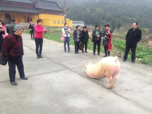 猪跪在寺院门口（一头猪跪在寺庙门前）-图1