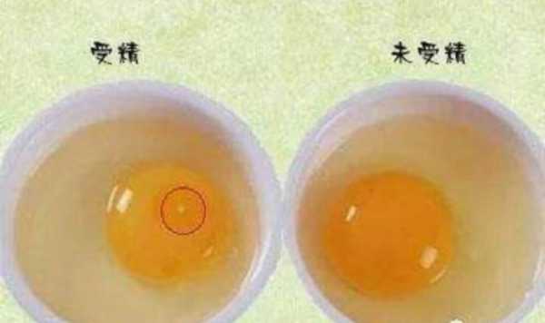 什么是受精的蛋（什么是受精鸡蛋?）