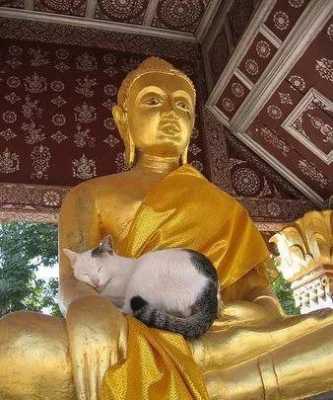 佛教为什么不让养宠物（佛教为什么不能养宠物）-图1