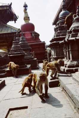 寺庙里面可以放动物（寺庙里可以养动物吗?）-图3