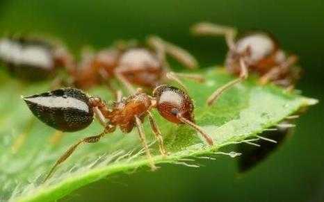 为什么学佛后家里的蚂蚁（佛教徒家里有蚂蚁怎么办）-图2