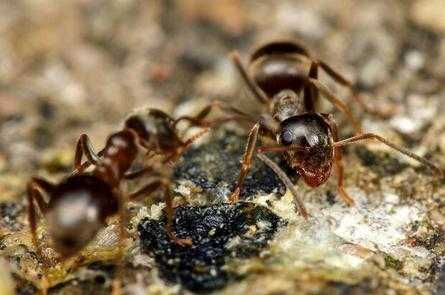 为什么学佛后家里的蚂蚁（佛教徒家里有蚂蚁怎么办）-图3