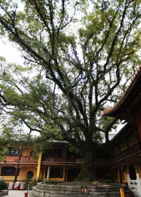 寺院古树（佛寺的树）-图2