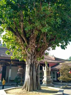 寺院古树（佛寺的树）